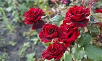 Các loại hoa hồng đẹp nhất